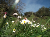 fugio Pianobello01042012 006